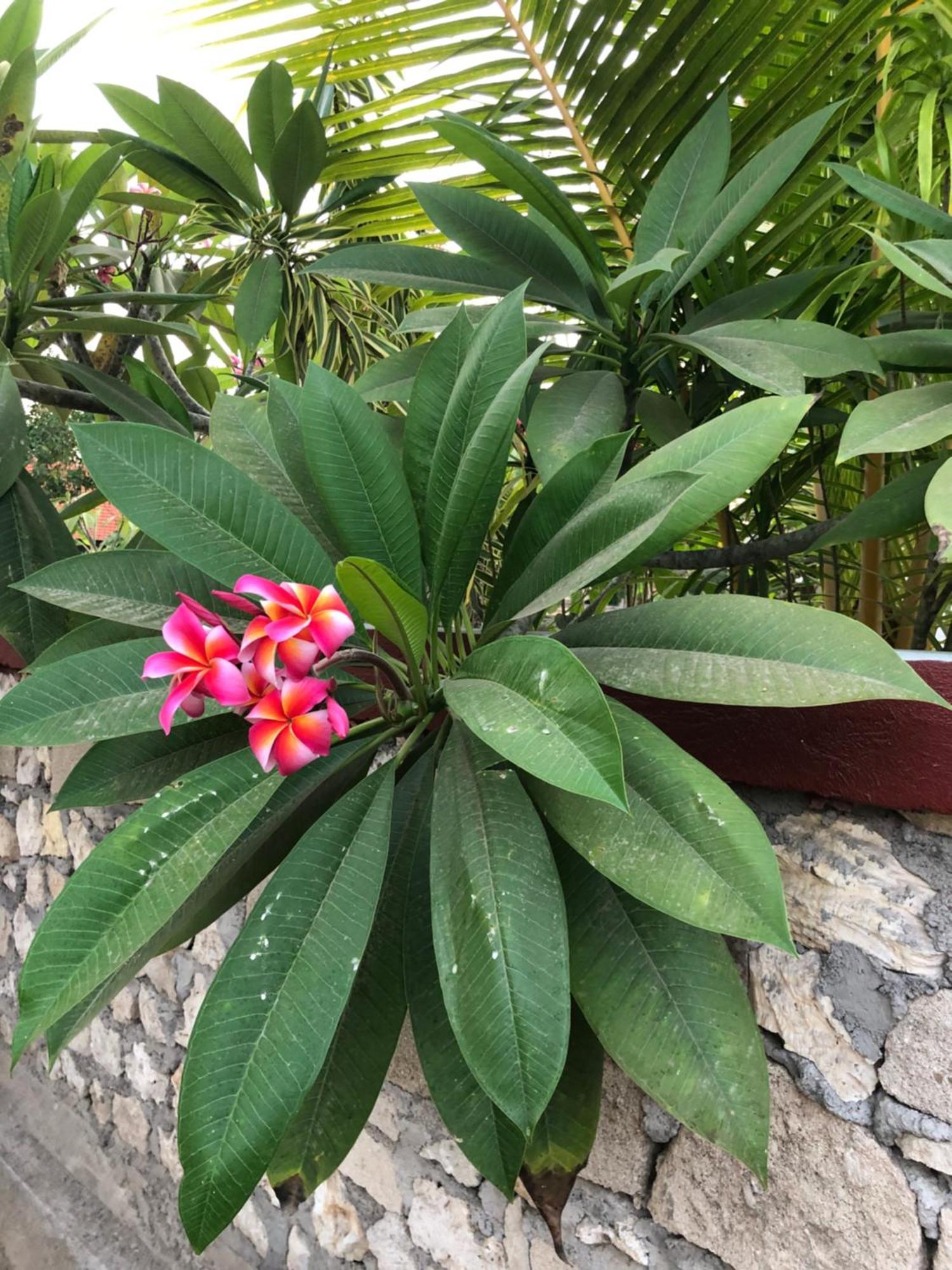 Maha Di Nusa Lembongan Luaran gambar